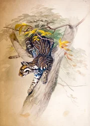 Ocelot, 1851-52